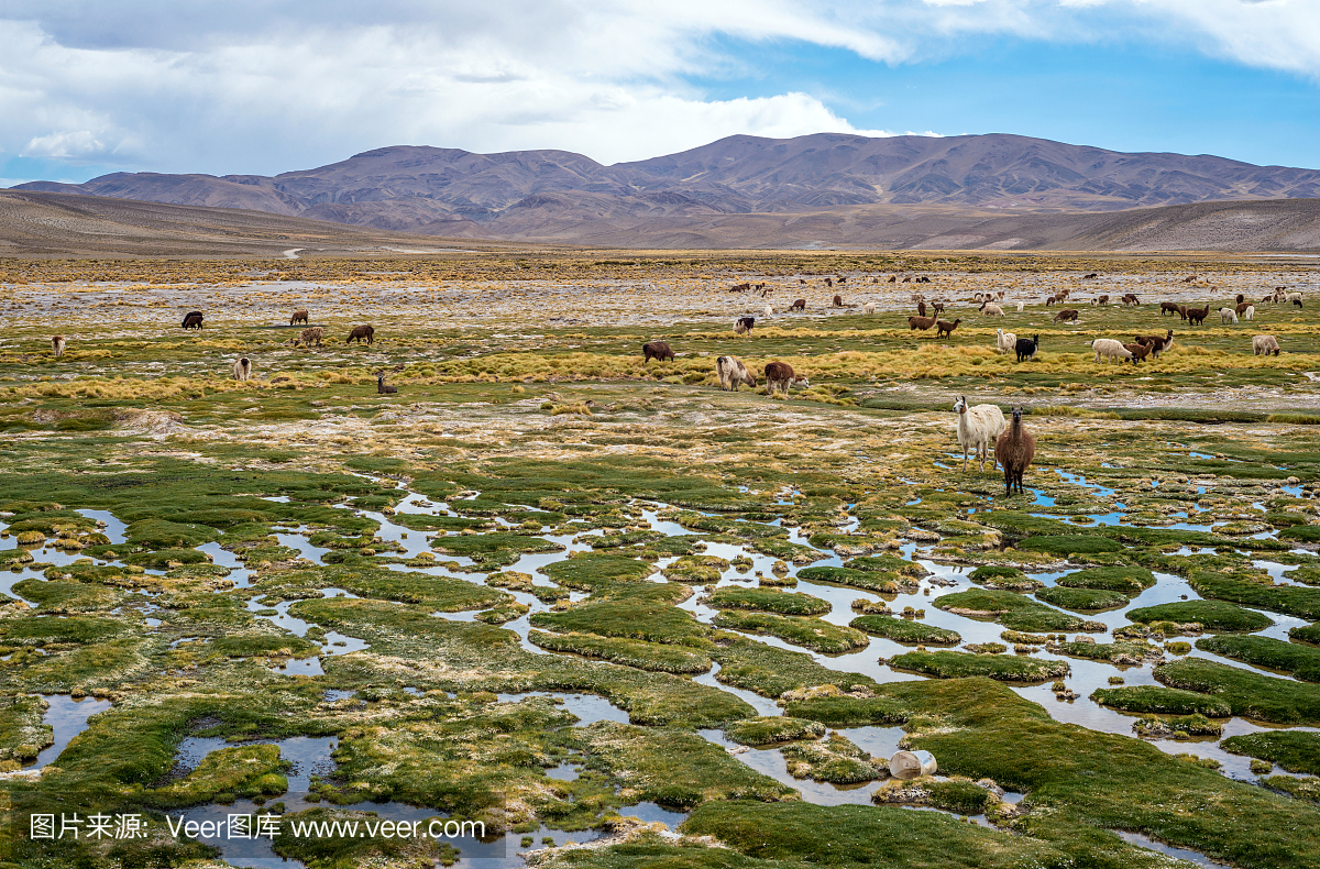 骆马和羊驼在阿根廷智利Paso de Jama附近的