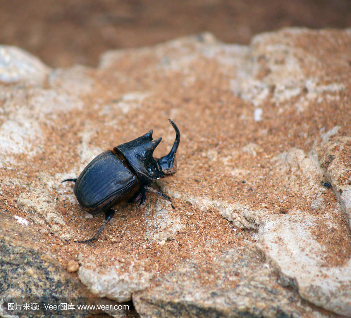 独角兽甲虫