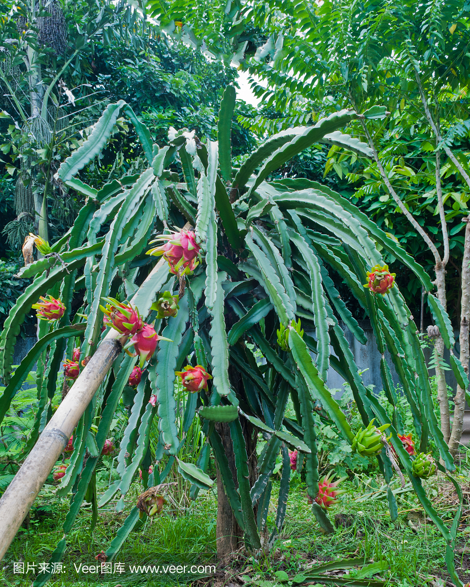 皮塔雅,红龙果仙人掌,垂直画幅,气候