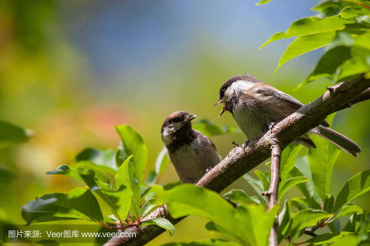 鸟鸣声,鸟叫声,鸟鸣,山雀