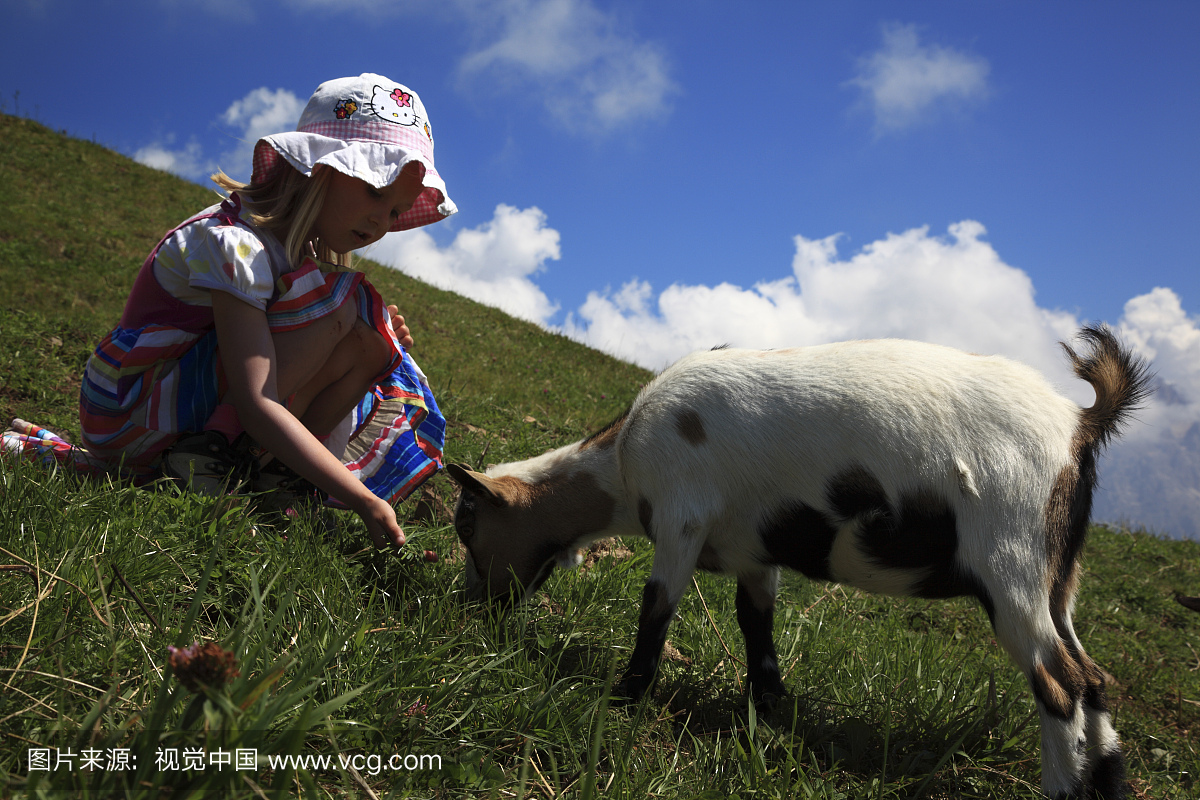 Alpe di Siusi地区(Seiser Alm)喂养山羊小孩草,