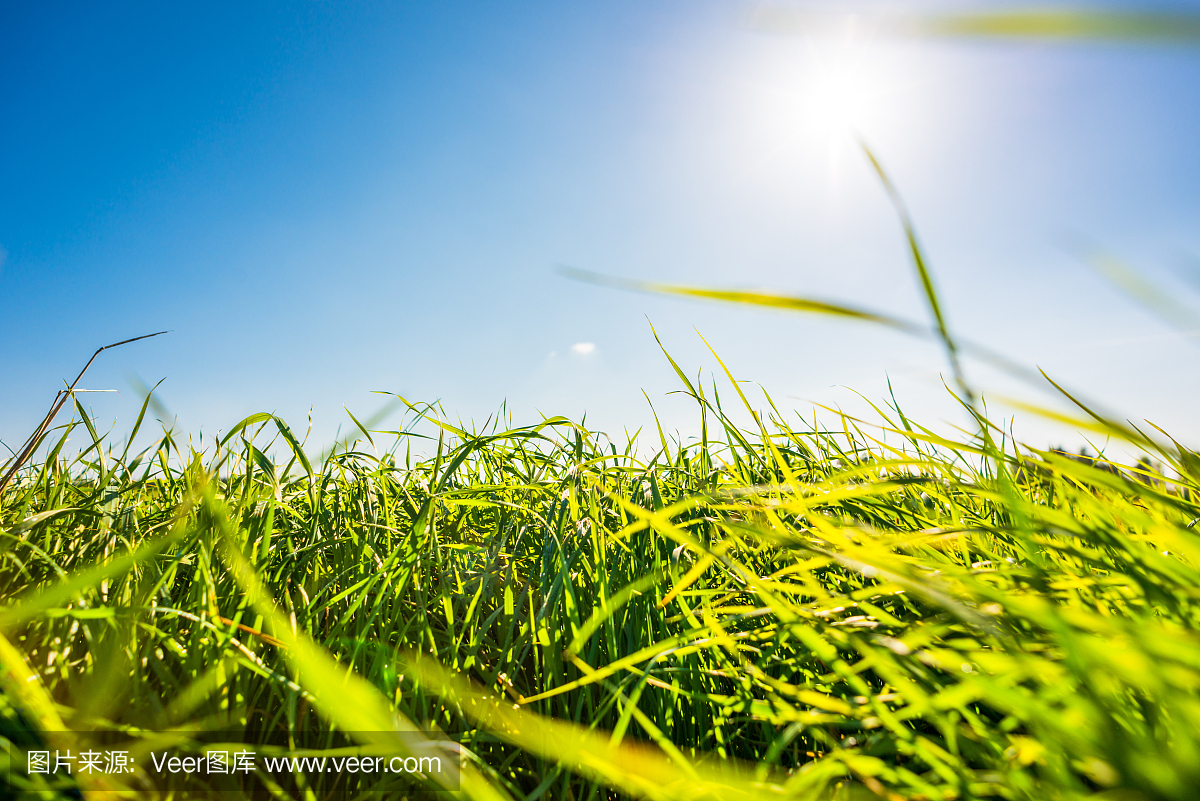 中午的阳光照耀在草地上的草地上