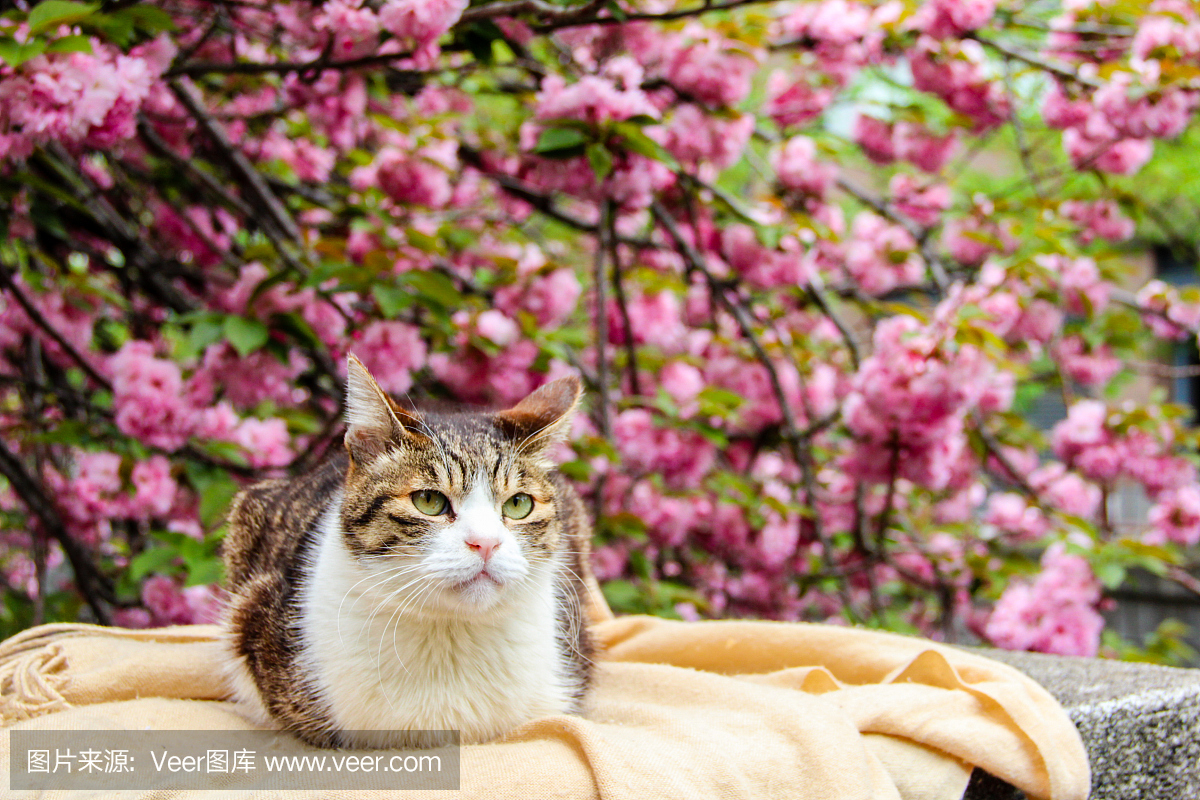 在日本东京公园的樱花或樱桃bossom背景的猫