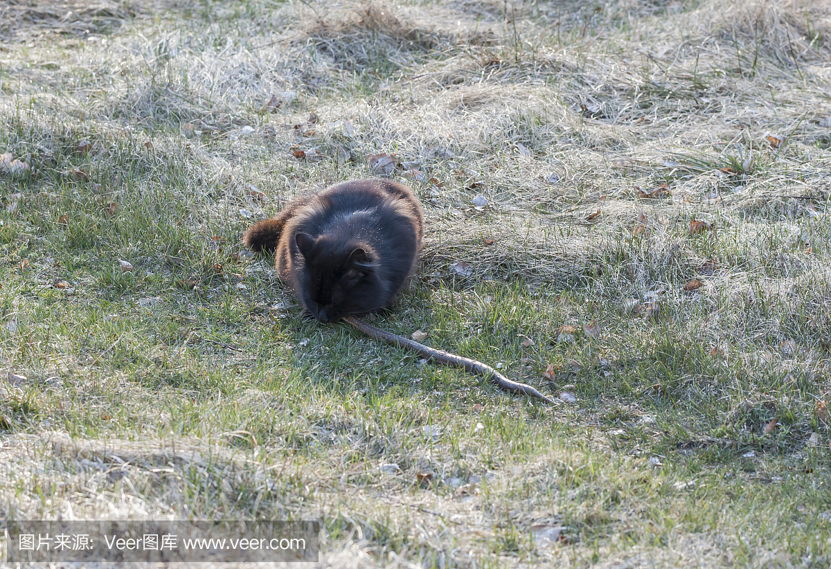 蝰蛇,蝮蛇,毒蛇,自然