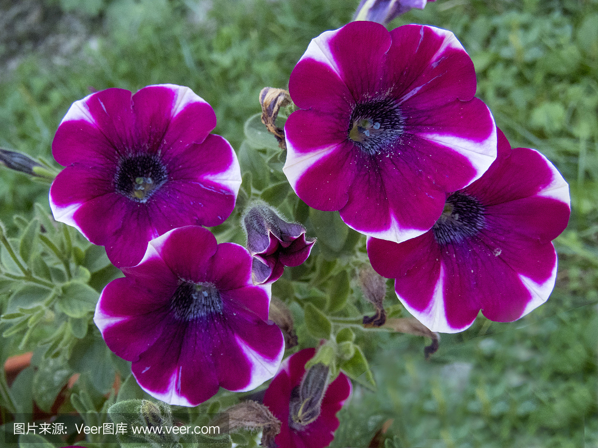 矮牵牛花,矮牵牛,喇叭花,矮牵牛花朵
