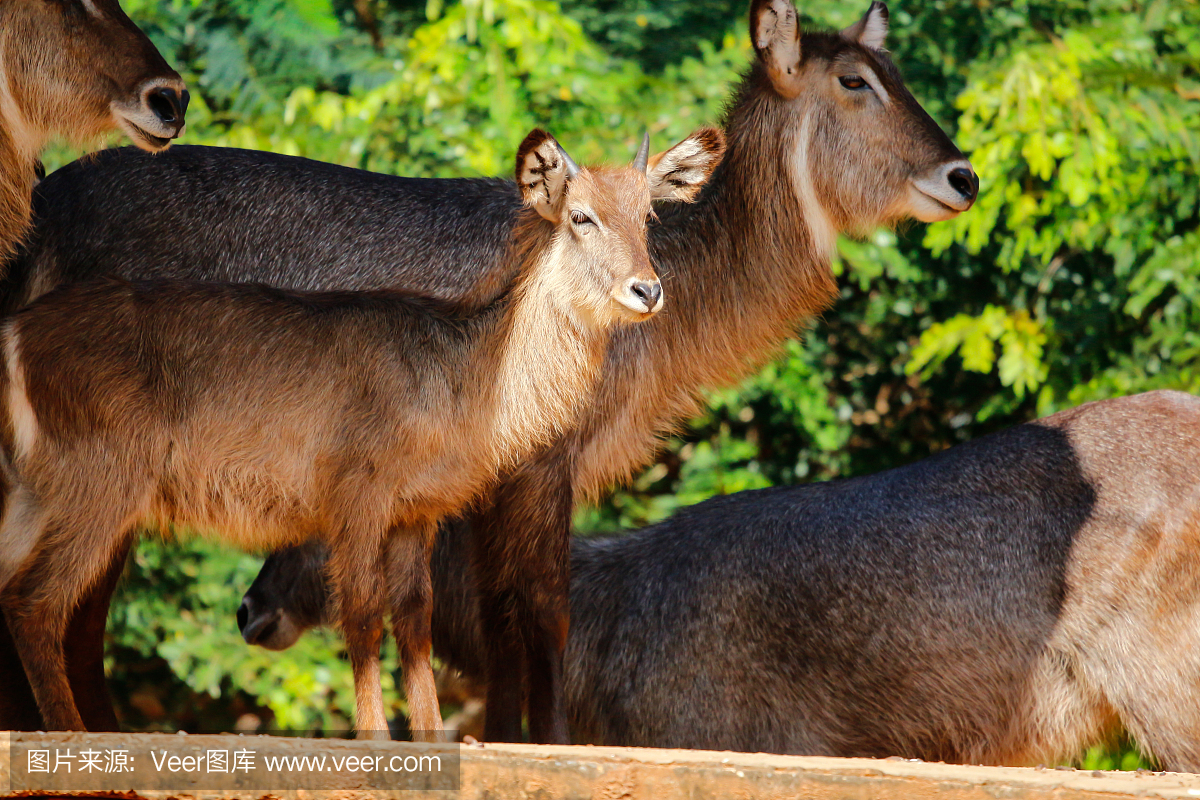 大羚羊,大羚羊(非洲产,最大的羚羊),轴鹿,梅花鹿