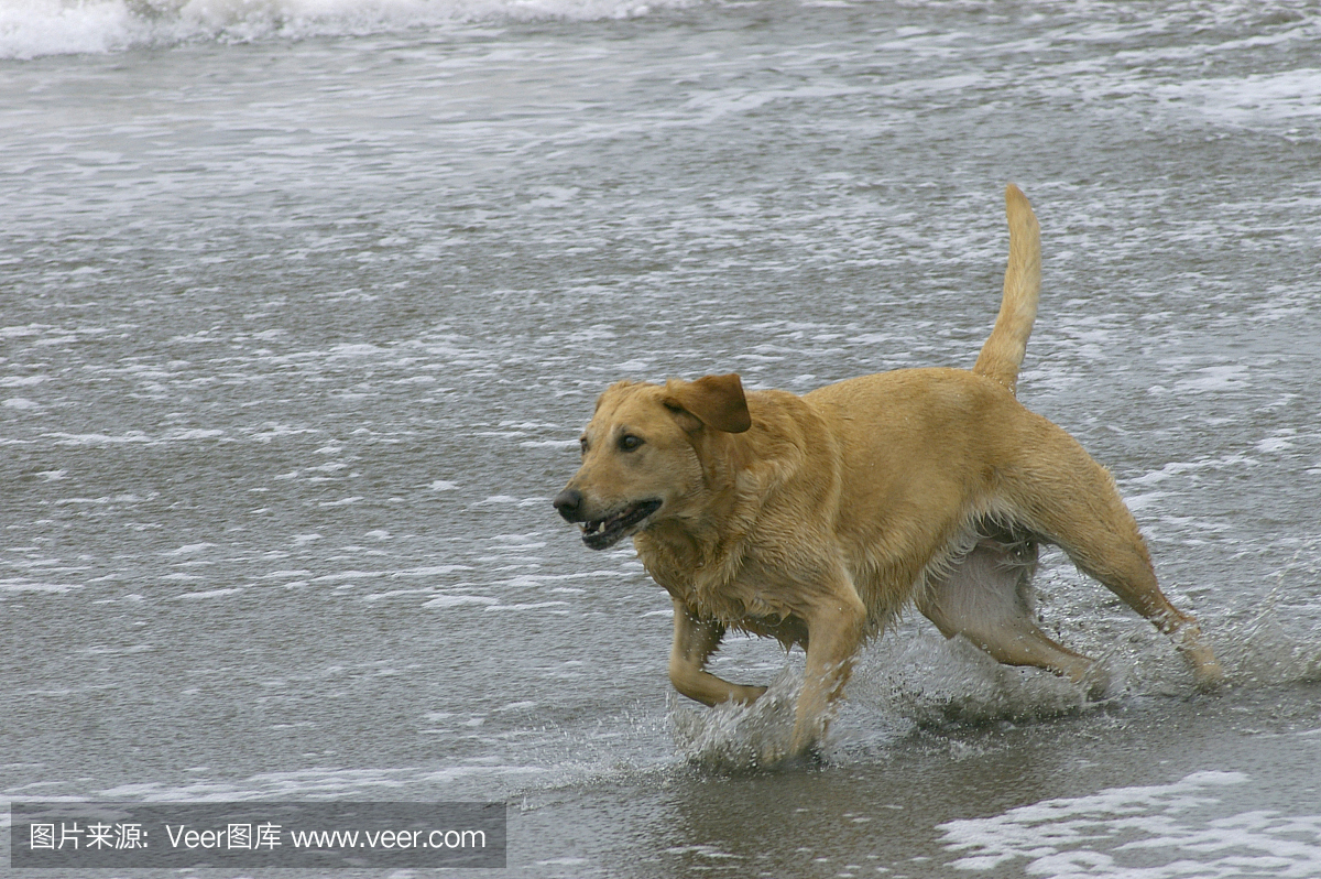 狗跑在沙滩上