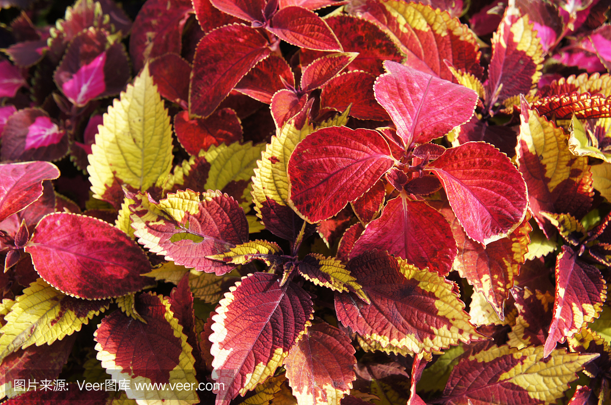 锦紫苏blumei benth红色和黄色植物背景