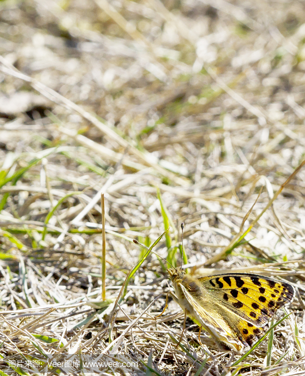 西班牙王后贝母(Issoria lathonia)