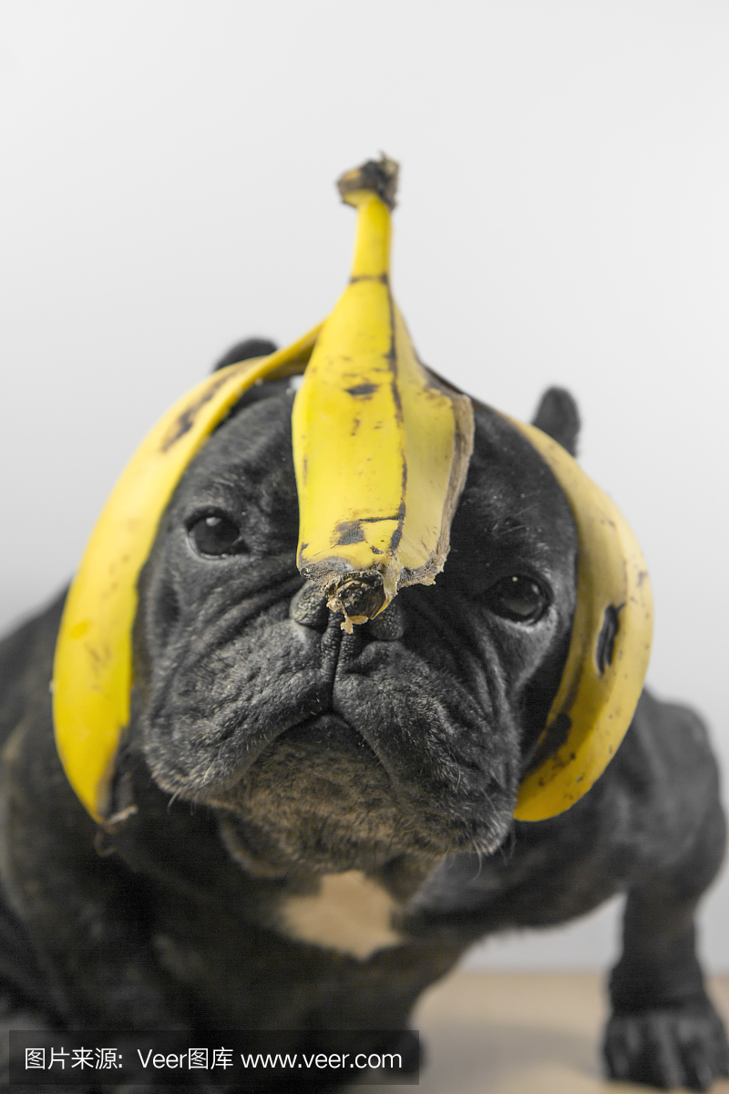 香蕉皮在头上的狗