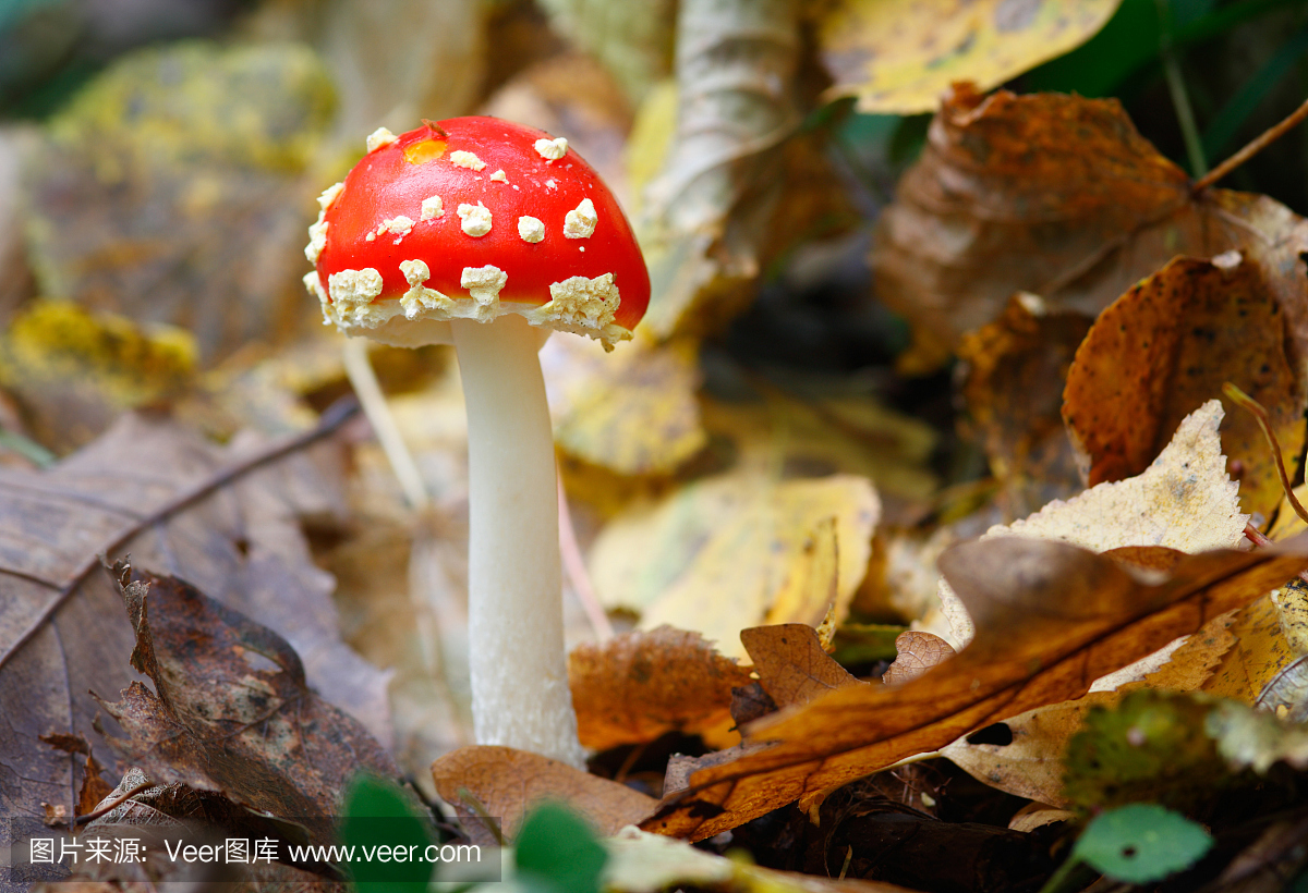 红色,摄影,真菌,鬼笔鹅膏