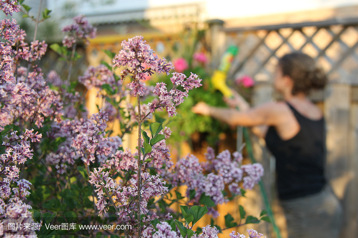 女人照顾一个小花园与韩国丁香 - 紫丁香Meye