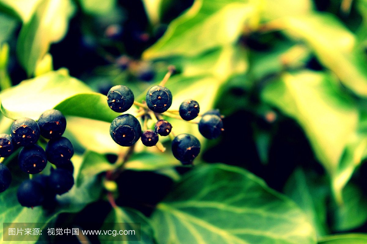 蓝莓生长在树上的特写镜头