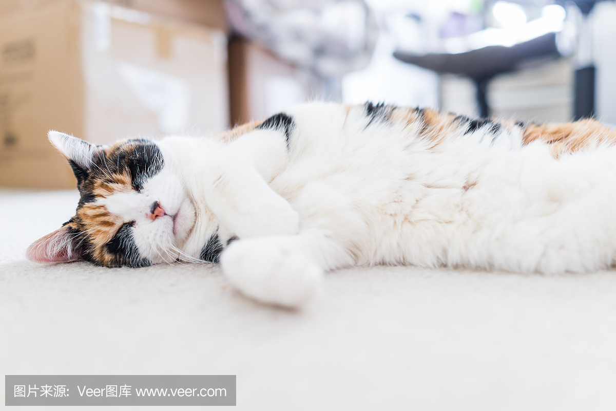 和平的快乐印花布短发猫与白色的睡眠地面表面