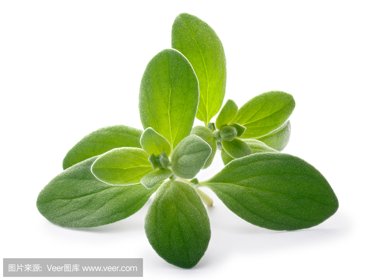 墨角兰,马郁兰,一种牛至属植物,普洛旺斯草药