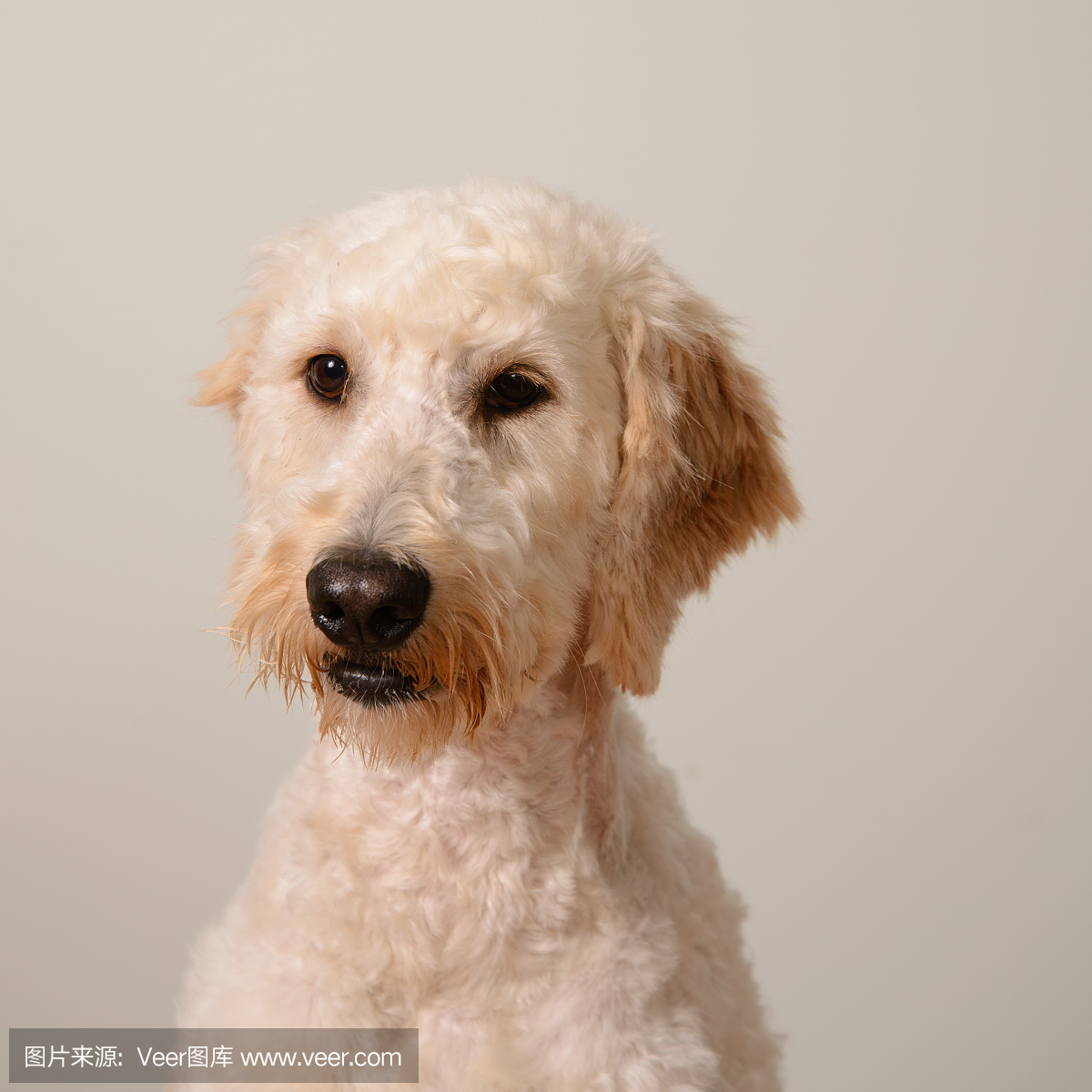 贵宾犬,一种智力很高的狮子狗,贵妇犬,狮子狗