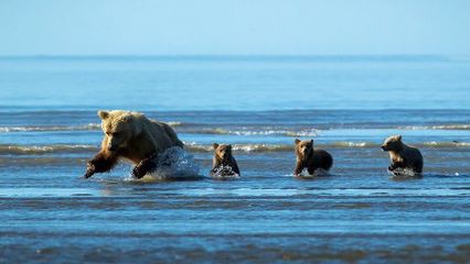 капли, медведица, охота, капли, медведица, охота,