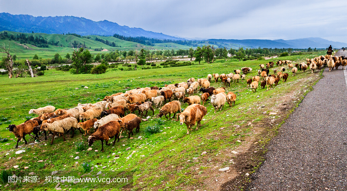 新疆中国季节性畜牧业迁移