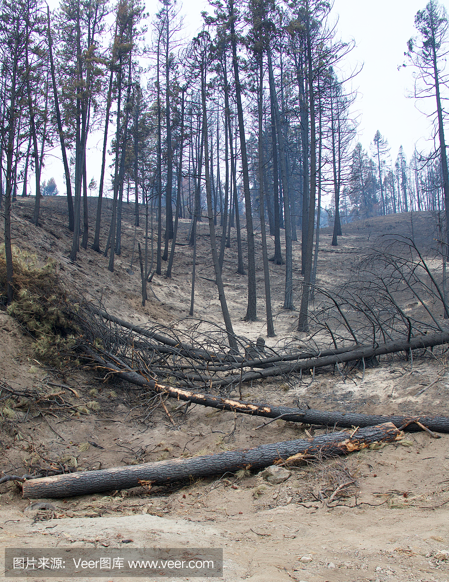 森林开伐,森林破坏,成片砍伐,砍伐森林