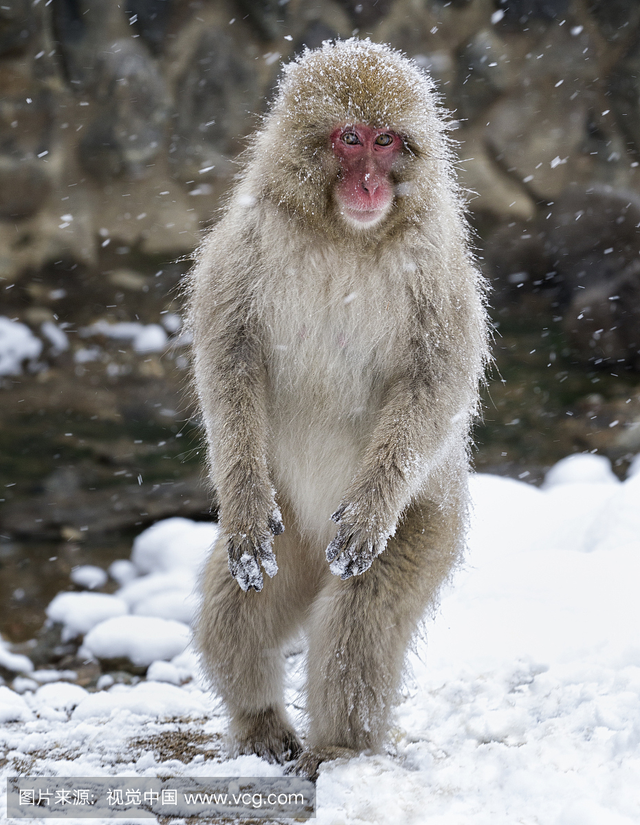 日本猕猴(Macaca fuscata)女性站在后腿在雪地