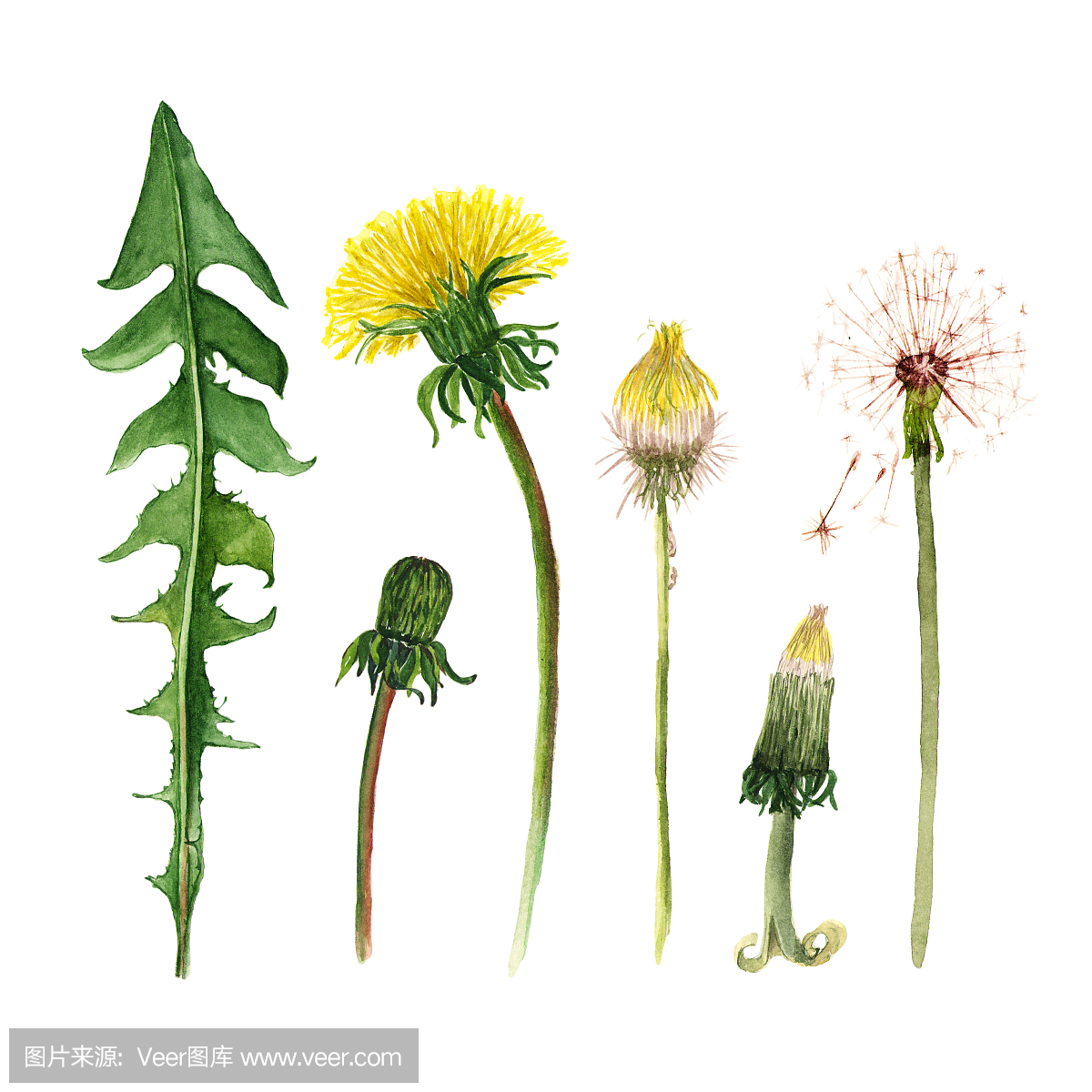 套水彩蒲公英。成长阶段。在白色的插图