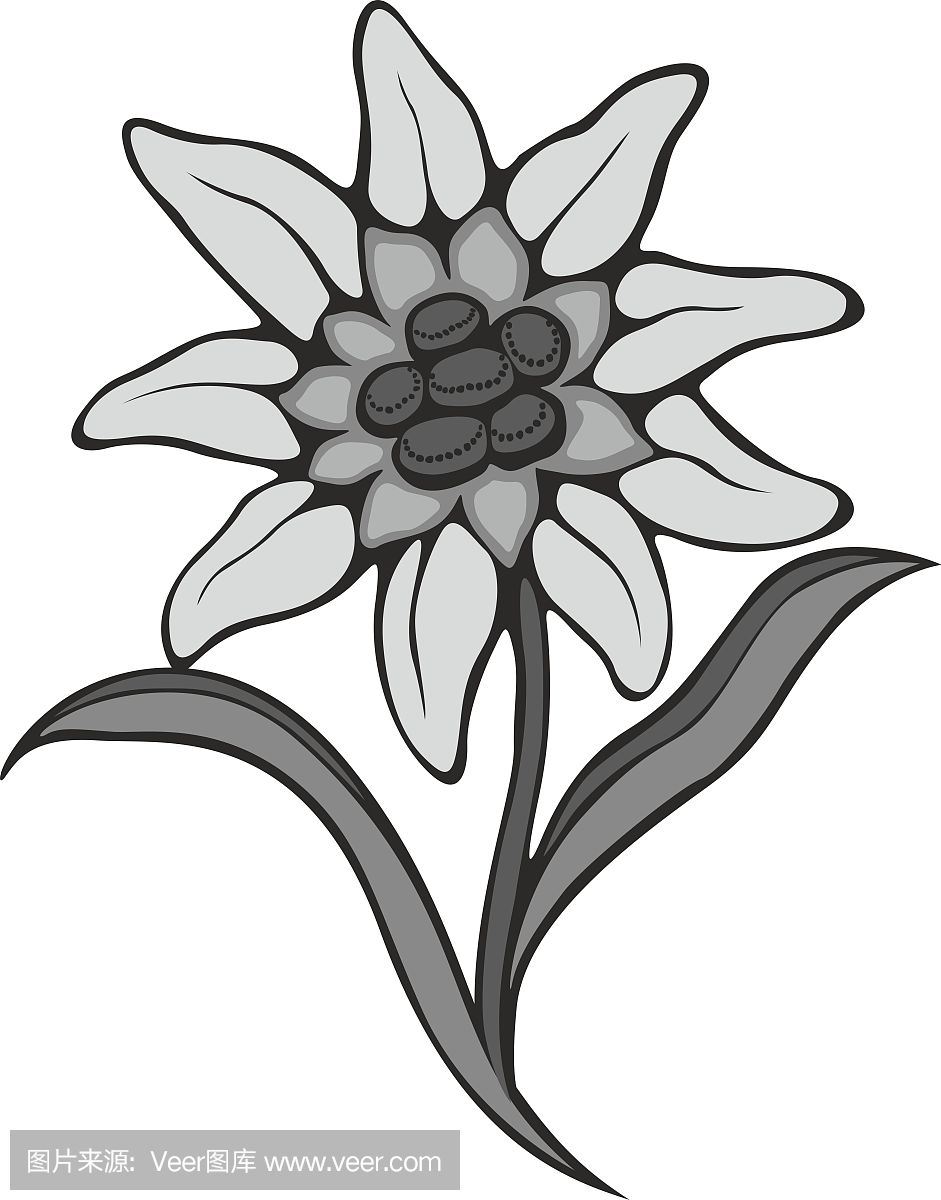 Silhouette outline edelweiss (leontopodium) flow