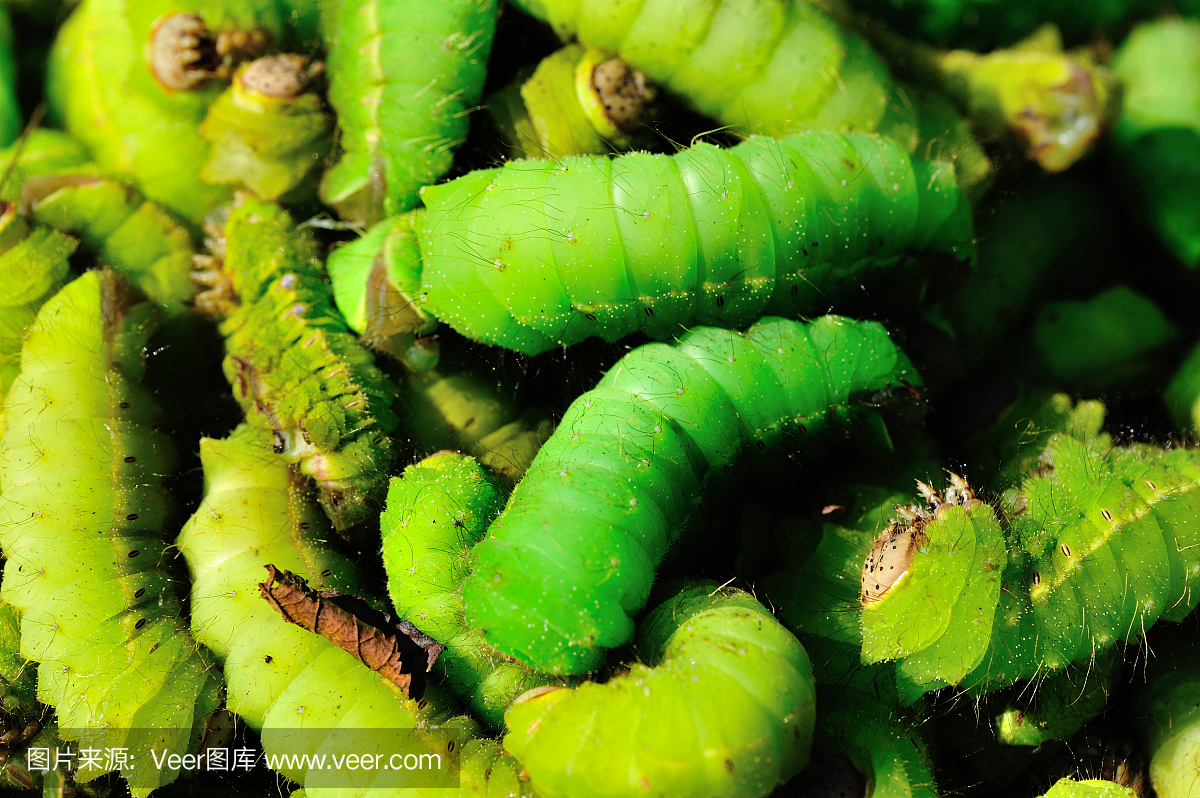 关闭了许多绿色蚕观中国昆虫食品