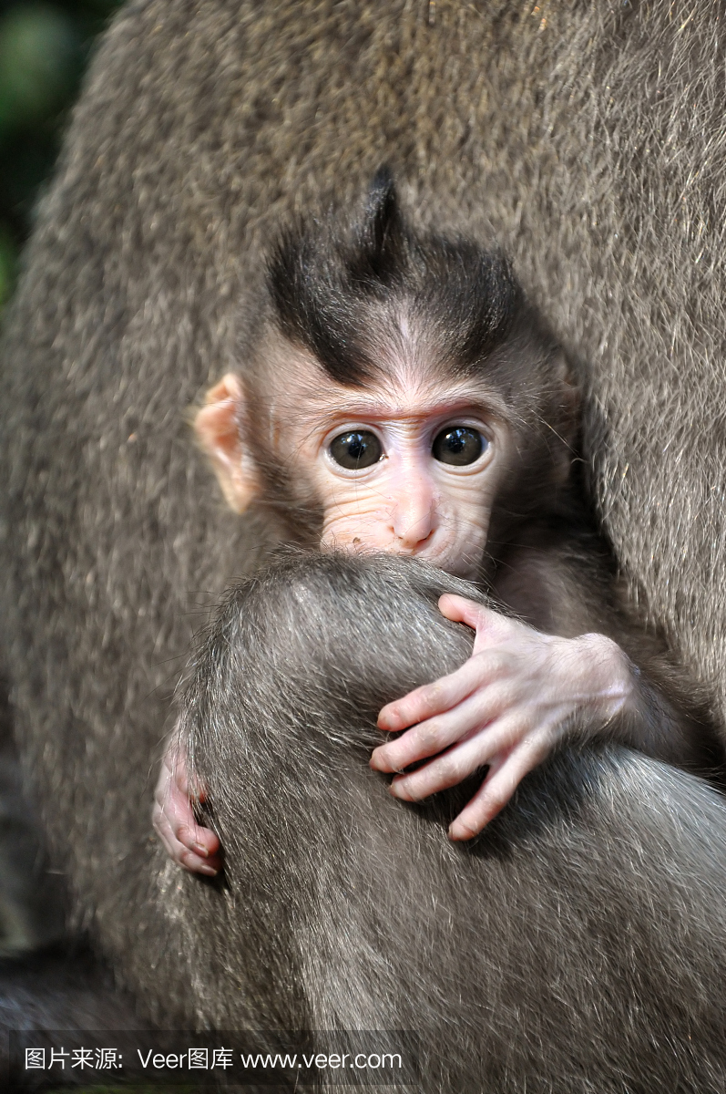 猴子宝宝(猕猴桃)。巴厘岛,印尼。