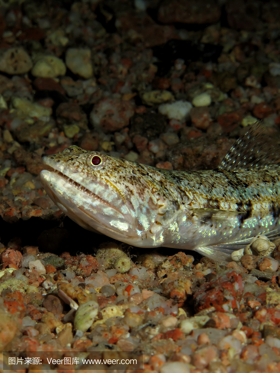 狗母鱼,姬鱼,蛇鲻,英文字母R