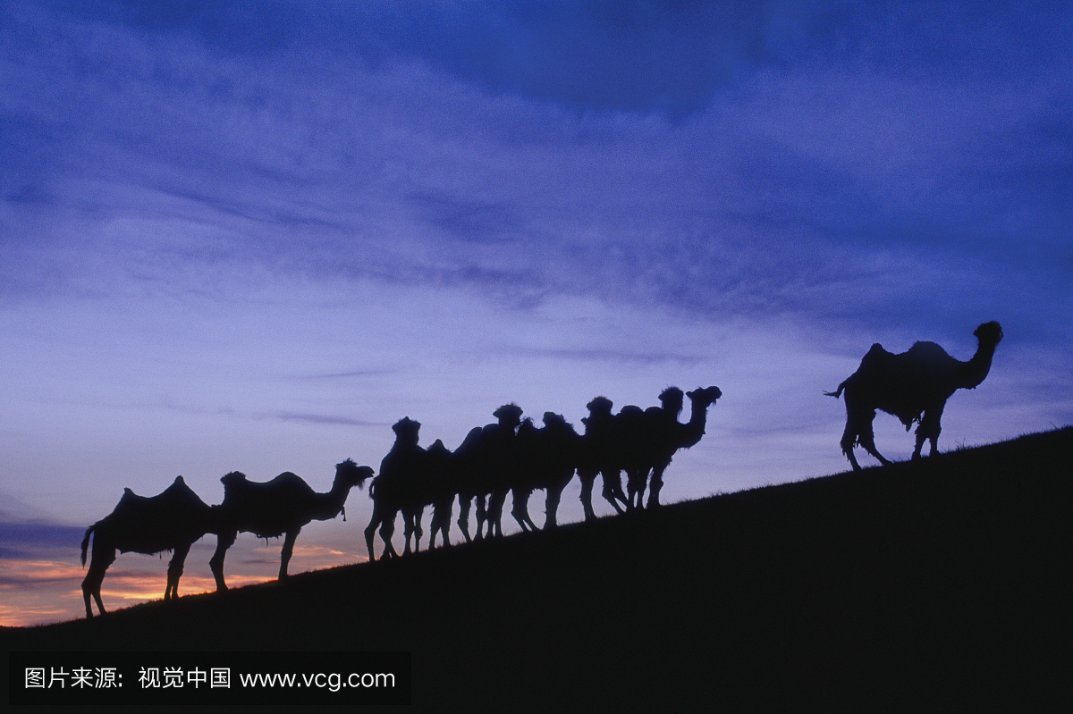 Bactrian camels, near Hustain Nuruu National P