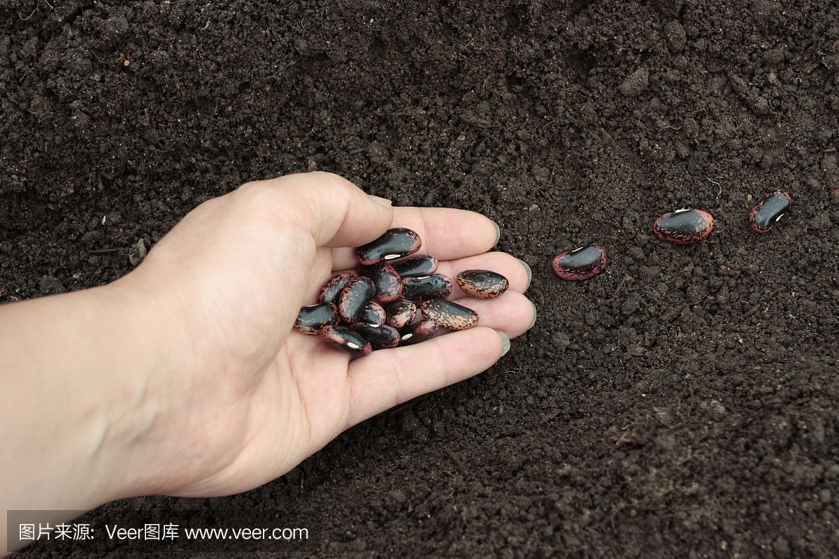 在土壤种植蔬菜种子