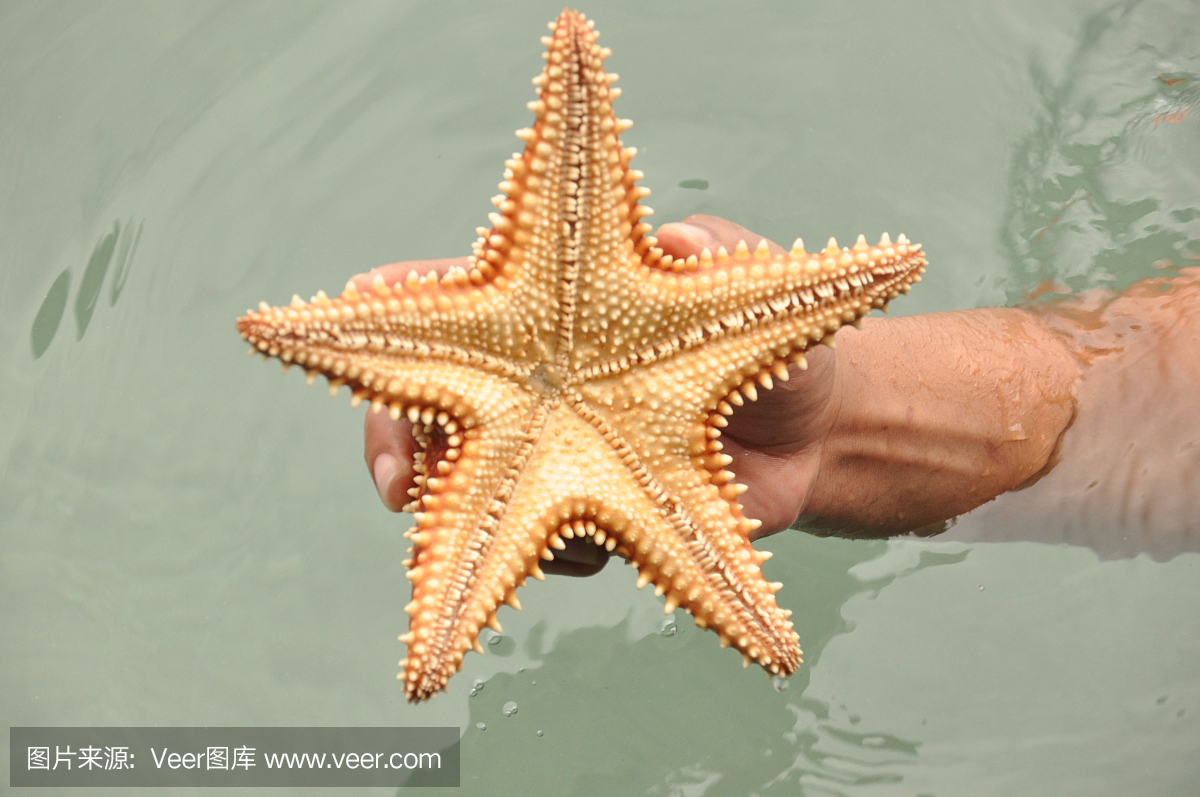 reaster reticulatus手持在巴拿马的加勒比地区的