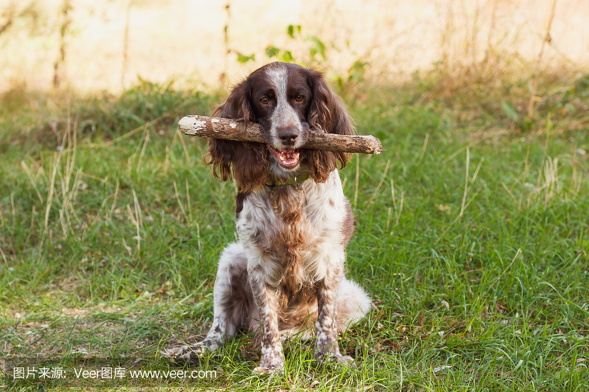 布朗在森林里发现了俄国西班牙猎狗