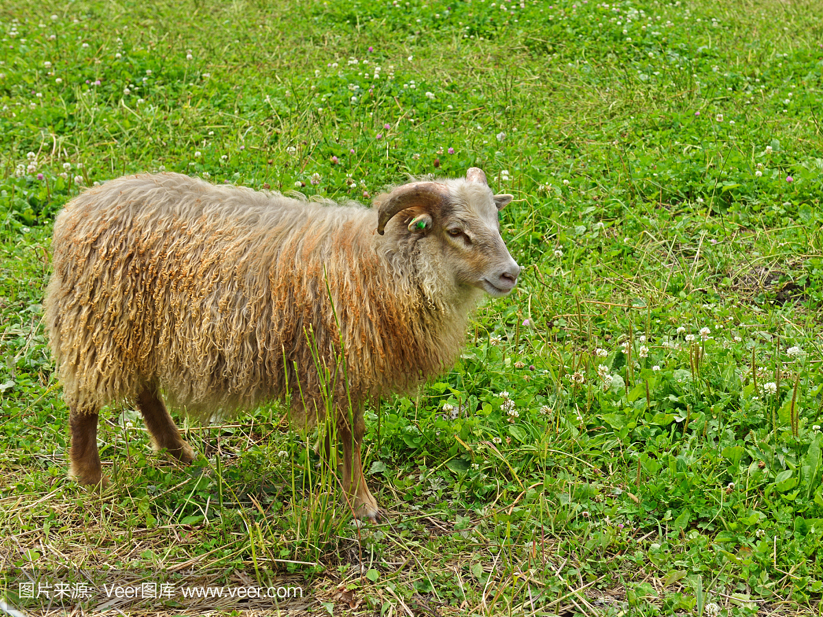 旧挪威羊品种(Vilsau)