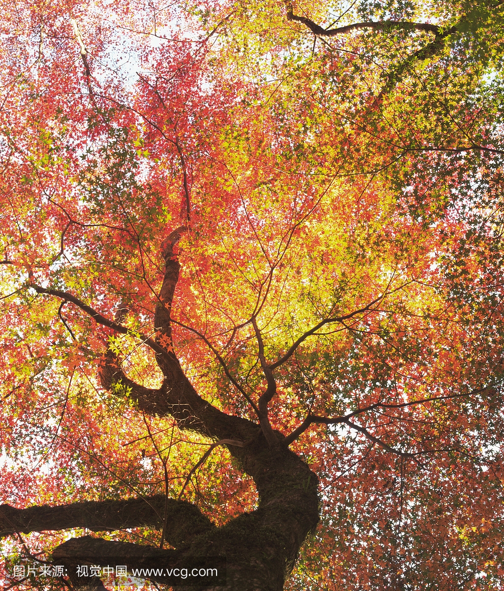秋天的树,丰田市,爱知县,日本