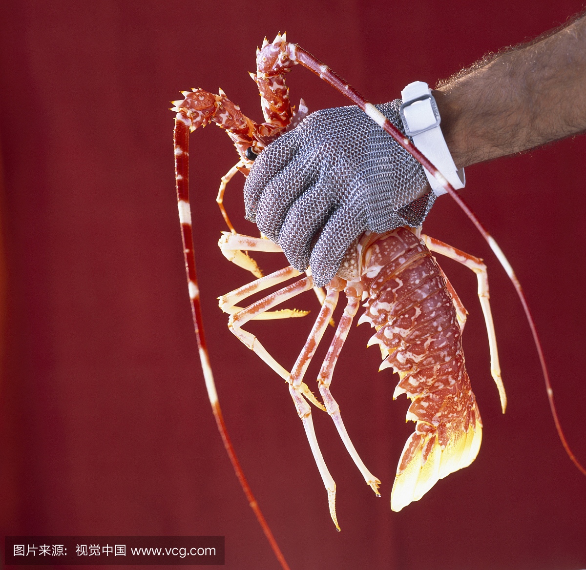 Whole crawfish and hand with glove