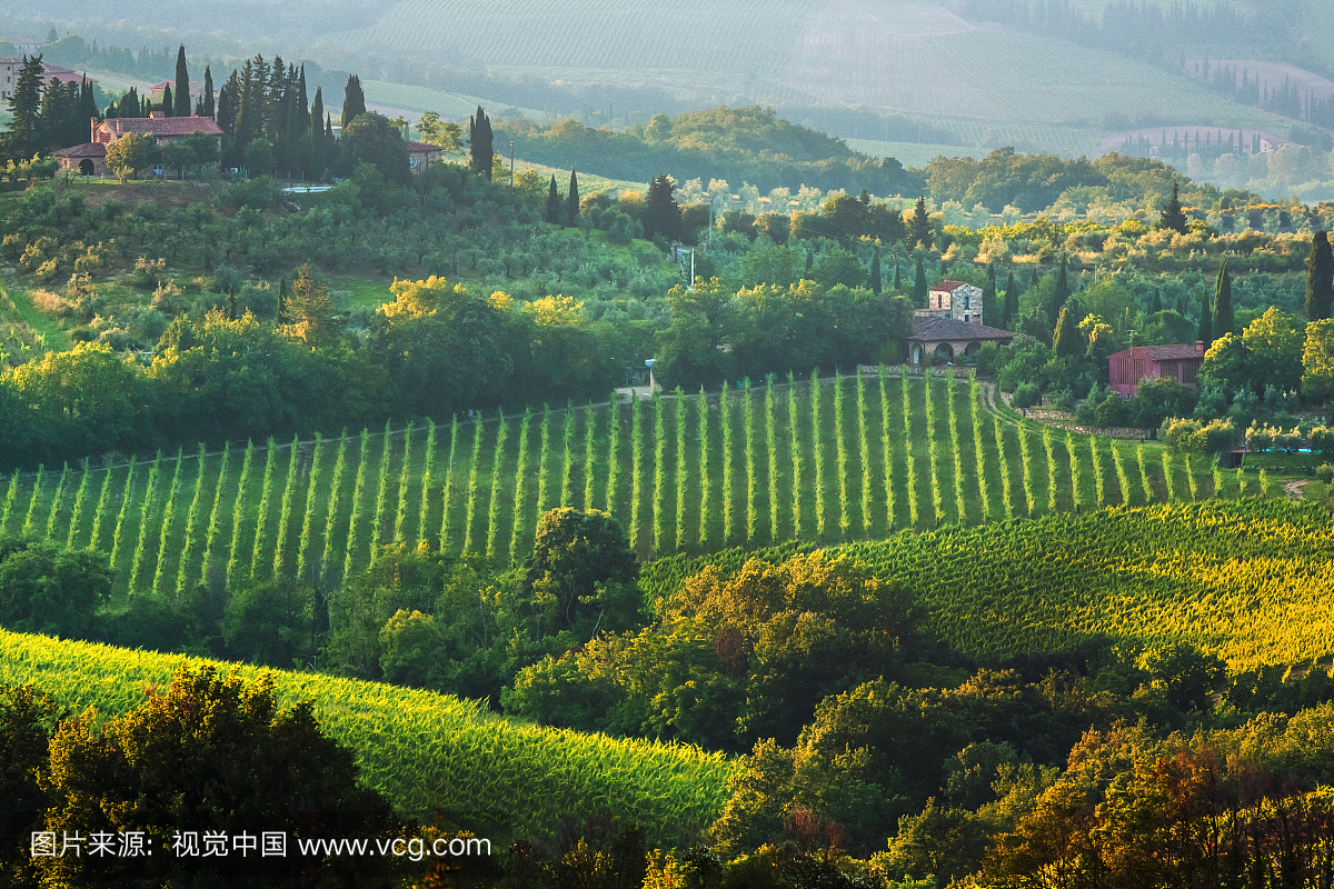 Vineyards and olive tree plantations in Tuscany