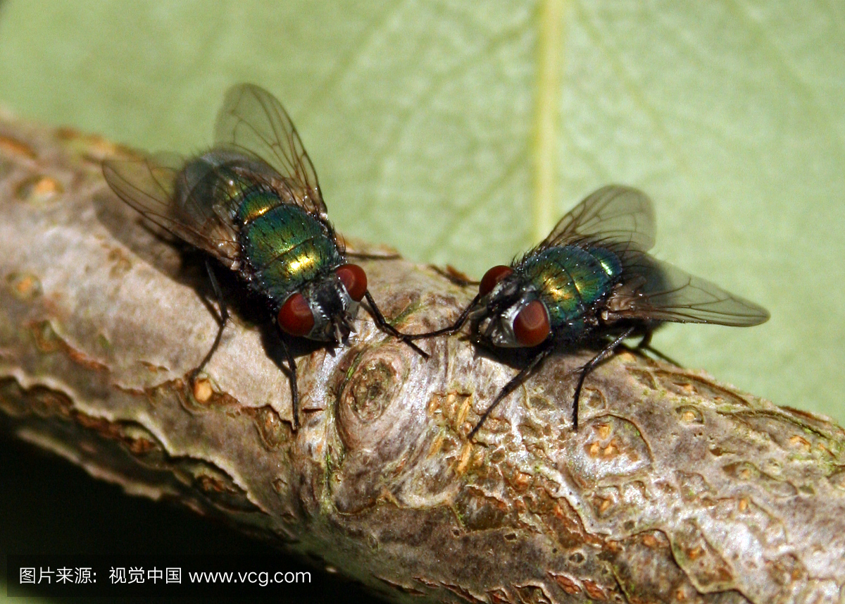 两只苍蝇在第一次约会时握着手