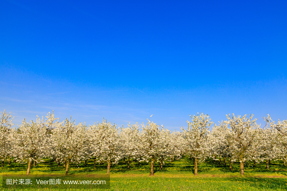 Plantation of white flowering cherry trees agains