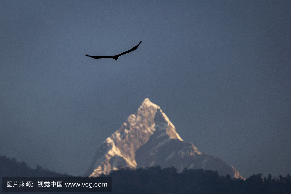 鹰飞越喜马拉雅山神圣山,马查普查峰。尼泊尔