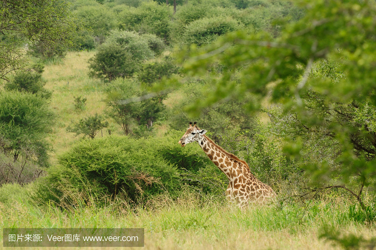 长颈鹿在灌木丛中