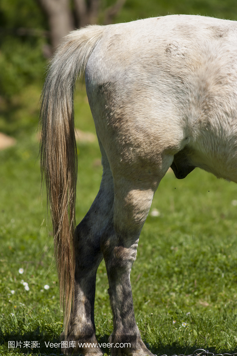 夸特马,蹄边马,突击战术,闪电策略