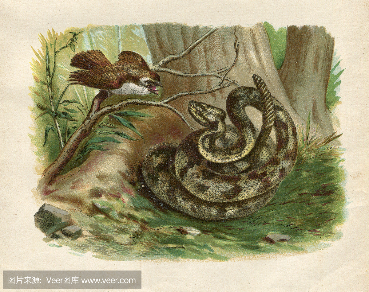 南美洲响尾蛇雕刻1881年