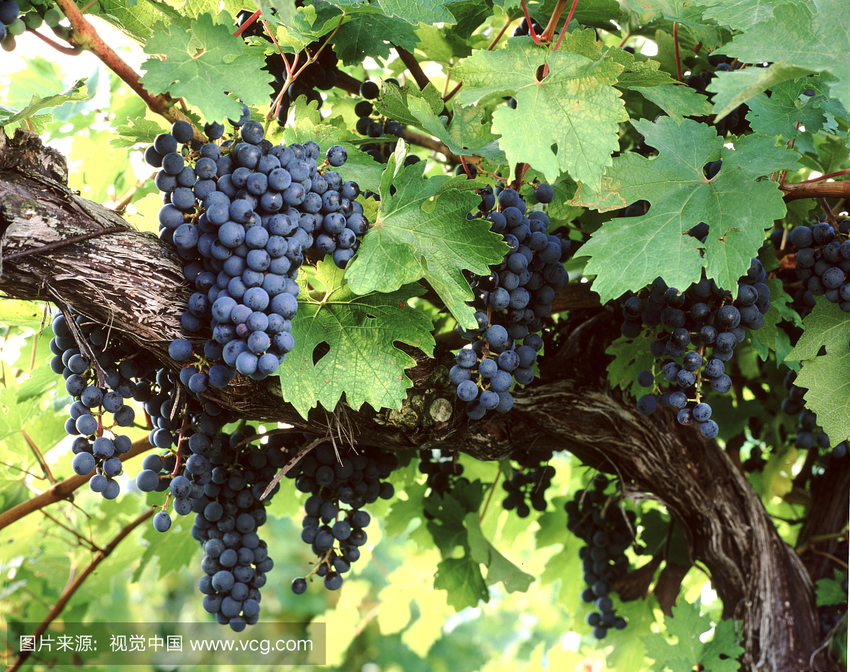 Cabernet Sauvignon Grapes on the Vine