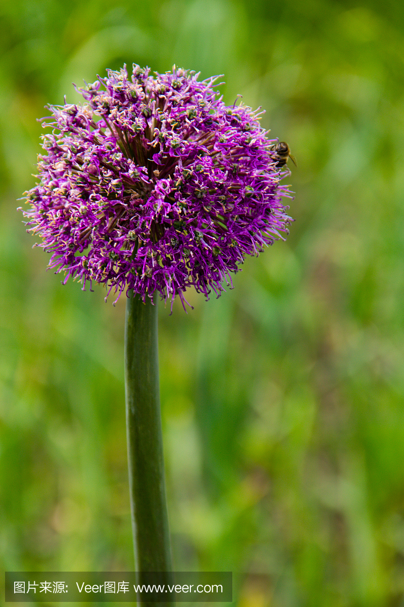 corodoprasum)或rocambole和韩国腌制大蒜是