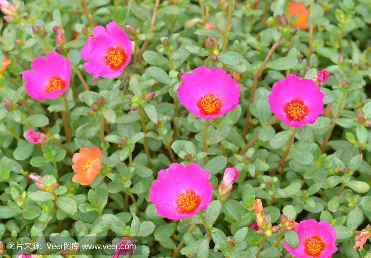 水平画幅,提示,无人,大花马齿苋