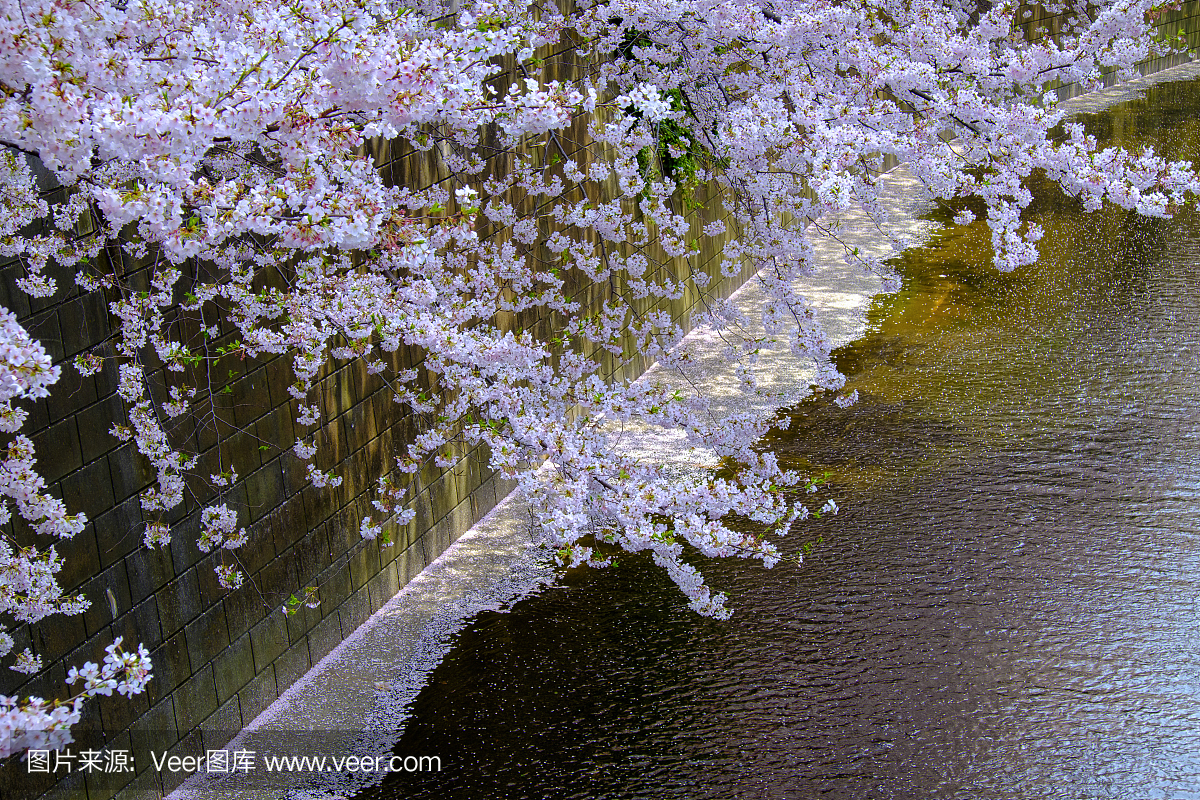 樱花的分支开花在河流,日本