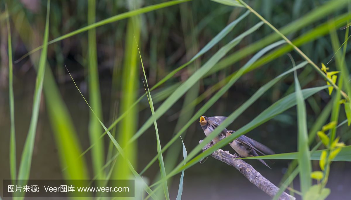 坐,安静,北美歌雀,池塘