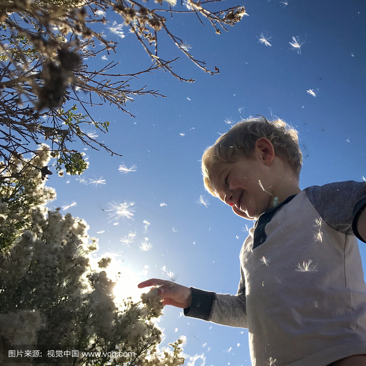 男孩触摸花吹走,橙县,加利福尼亚州,美国,美国