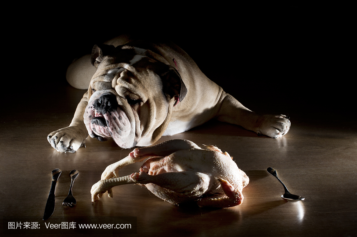 英文牛头犬用生鸡肉